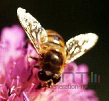 Abeille