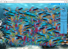 chrome14ffish