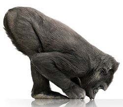 Corning Gorilla Glass