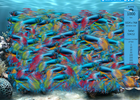 fishsafari5