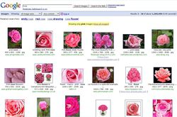 Google_Rose_rose