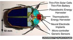 Insectes cyborgs
