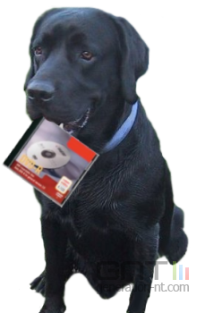 Labrador dvd pirate Labrador dvd pirate