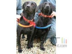Lucy et Flo labrador antipirates
