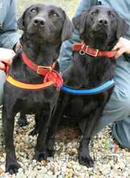 Lucy flo labrador antipirates