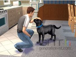 Lycos thomas small Lycos thomas small