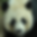 panda.
