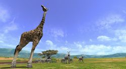 Afrika 5