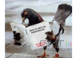 pigeon