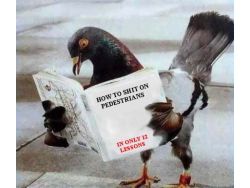 pigeon (Small)
