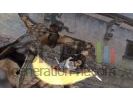 Prince of persia rival swords image 6 small
