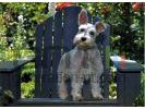 Schnauzer terrier small