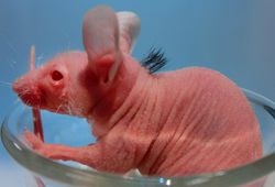 souris expérience calvitie