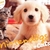 Test Nintendogs & Cats 3DS