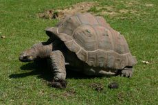 Tortue-g&eacute;ante-galapagos.jpg